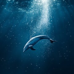 Dolphin captured mid jump with water spray trail high resolution picture