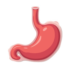 Stylized illustration of the human stomach. An anatomical diagram of an internal digestive organ isolated on a white background for science and education.