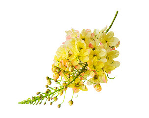 Cassia Fistula Golden Shower Tree Flower on  transparent..