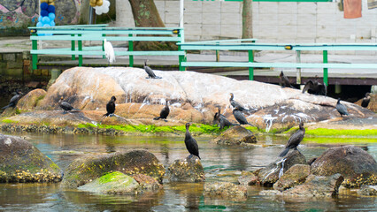 Canal Barra Da Lagoa Floripa Florianópolis Pássaros Natureza Água Vegetação Nativa Vida...