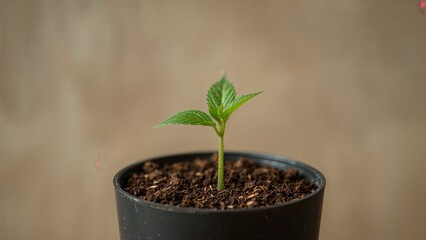 Young ganja plant emerging from a black planter
