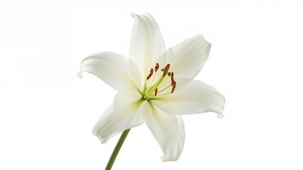 Fototapeta premium Close-up of a Backlit Easter Lily Against a White Background