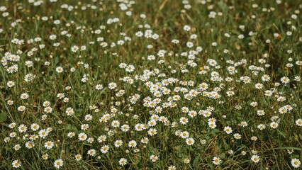 Chamomile blossoms spreading across a grassy field