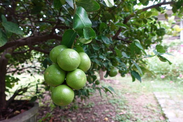 Green lime on tree. Lime Tree with Green Leaves. Citrus Plant in Garden.