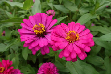 Obraz premium Pink cosmos flower. Pink Flower Field. Beautiful Blooming Meadow in Soft Pastel Tones. Pink Floral Field Landscape. Romantic Nature Background.