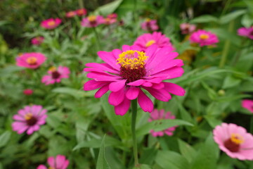 Obraz premium Pink cosmos flower. Pink Flower Field. Beautiful Blooming Meadow in Soft Pastel Tones. Pink Floral Field Landscape. Romantic Nature Background.