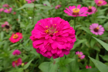 Pink cosmos flower. Pink Flower Field. Beautiful Blooming Meadow in Soft Pastel Tones. Pink Floral Field Landscape. Romantic Nature Background.