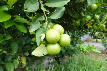 Green lime on tree. Lime Tree with Green Leaves. Citrus Plant in Garden.