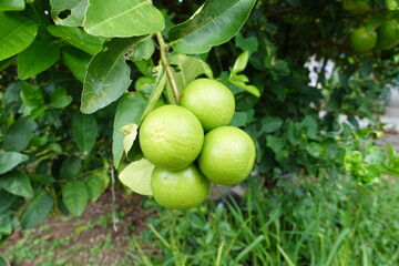 Green lime on tree. Lime Tree with Green Leaves. Citrus Plant in Garden.