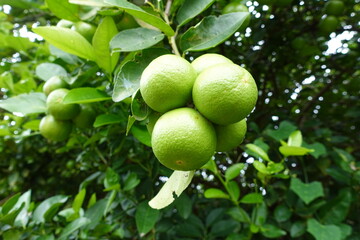 Green lime on tree. Lime Tree with Green Leaves. Citrus Plant in Garden.