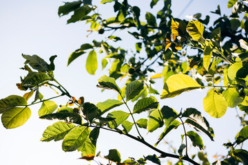 Sunlit walnut tree branches against clear blue sky background.