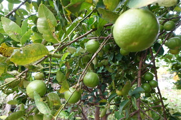 Green lime on tree. Lime Tree with Green Leaves. Citrus Plant in Garden.