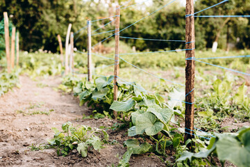Cucumber vine growing on a garden net in open air under the sun, copy space.