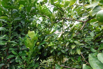Green lime on tree. Lime Tree with Green Leaves. Citrus Plant in Garden.