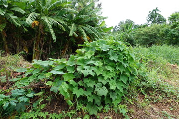 Green ivy leaves. Green Vines and Bushes. Natural Tropical Foliage Background. Lush Green Shrubs and Climbing Vines. Nature Jungle Texture.