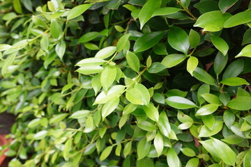 Green leaves background. fresh green leaves. Light Green Leaf Wallpaper. Soft Botanical Nature Background.