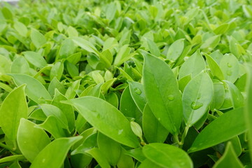 green leaves background. fresh green leaves. Light Green Leaf Wallpaper. Soft Botanical Nature Background.
