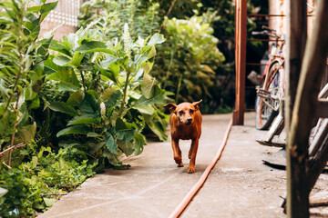 Brown miniature pinscher outdoors near house, small dog in yard.