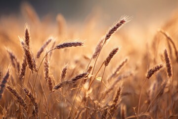 Obraz premium Golden wheat field, warm light, soft focus, rustic, pastoral. Serene scenery
