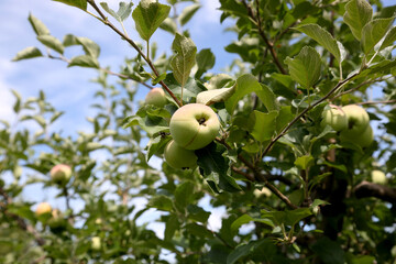 Ripe apples on a tree