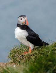 A colorful puffin perches on a grassy hill, overlooking the stunning coast of Bakkagerd, East Iceland, Puffins.