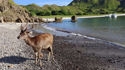 Indonezja, Komodo Islands
