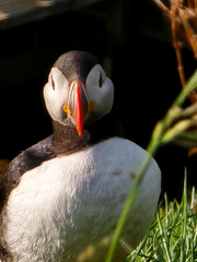 A vibrant puffin stands proudly among lush grass, showcasing its colorful beak and expressive eyes....