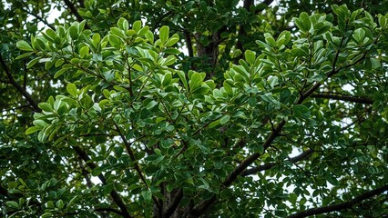 The Georgian oak, scientifically named Quercus iberica, is a tall deciduous tree native to the Caucasus, growing as high as 25 meters.