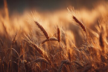 Fototapeta premium Golden wheat field under the warm glow of sunlight