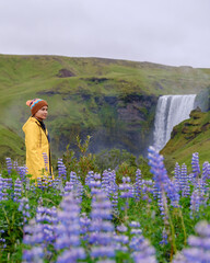 A traveler stands in a field of blooming purple lupines, gazing at Skogafoss waterfall. The lush...