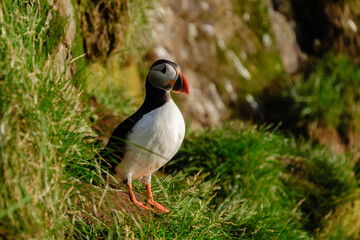 A vibrant puffin stands on a lush green cliff, gazing out over the rugged coastline of Iceland. This captivating moment captures the natural beauty and wild spirit of Icelandic wildlife.