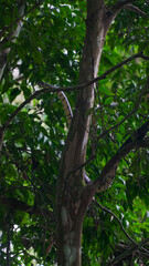 Cobra Árvore Natureza Réptil Selva Floresta Verde Ramo Galho Camuflagem Fauna Vida Selvagem...