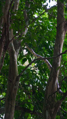 Cobra Árvore Natureza Réptil Selva Floresta Verde Ramo Galho Camuflagem Fauna Vida Selvagem...