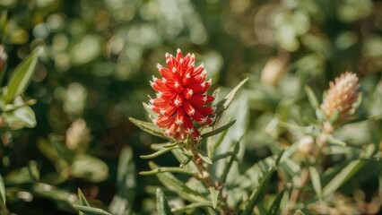 Radiant red Indian paintbrush flowers flourishing in green surroundings with a dreamy background