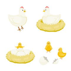 chicken life cycle illustration