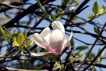 Magnolia , belle fleur .