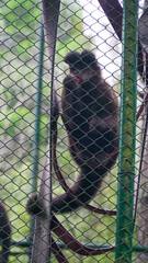Macaco Animal Jaula Zoológico Natureza Fauna Selvagem Primata Pelagem Curiosidade Habitat Cativeiro Olhar Expressão Vida Selvagem Animais Silvestres Proteção Biodiversidade Ambiente Selvagem Floresta 