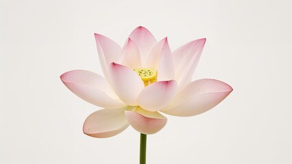 The Blooming of the Sacred Flower