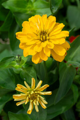 Zinnia is a genus belonging to the Asteraceae family.