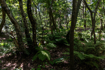 Fern-covered forest floor in dappled light beneath tall trees in a summer woodland