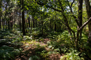 Sunlight filtering through dense trees onto a forest floor covered with lush green ferns