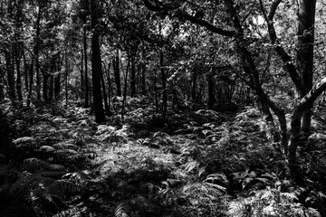 Monotone view of dense woodland with ferns and dappled light