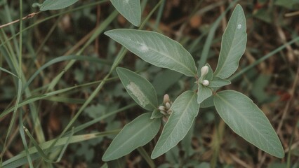 False Indian Plantain and Sweet Scented Indian Plantain (Hasteola suaveolens) Found in the Northern and Central US