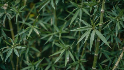 Green bamboo leaves captured with a gentle blur