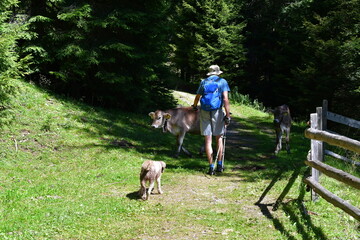Mann und sein Lagotto Romagnolo Hund begegnen beim wandern bei Proveis in Südtirol einer Kuh