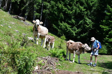 Ein Mann trifft beim wandern in Südtirol auf Kühe