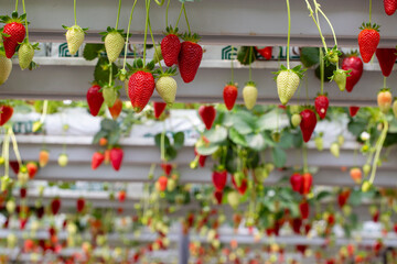 Fresh organic strawberry cultivation in greenhouse