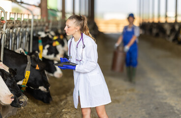 Young veterinarian woman stands in a cowshed with a tablet in hands, she checks the cows and makes...