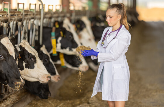 Attentive young female vet checking cow feed in front of cattle at dairy farm