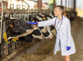 Attentive young female vet checking caws at cattle-breeding farm in countryside